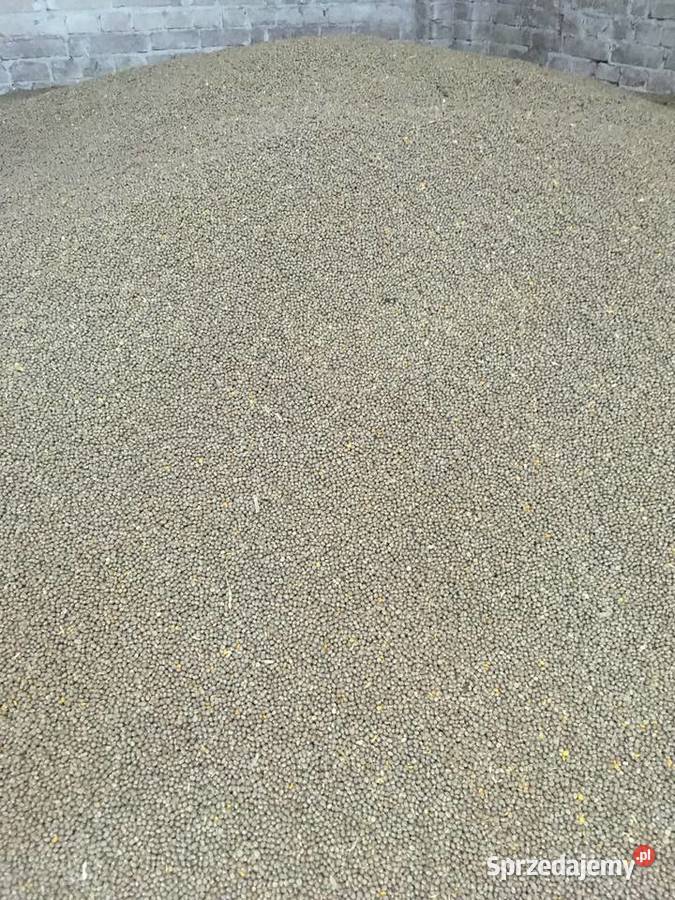 Łubin słodki sprzedam