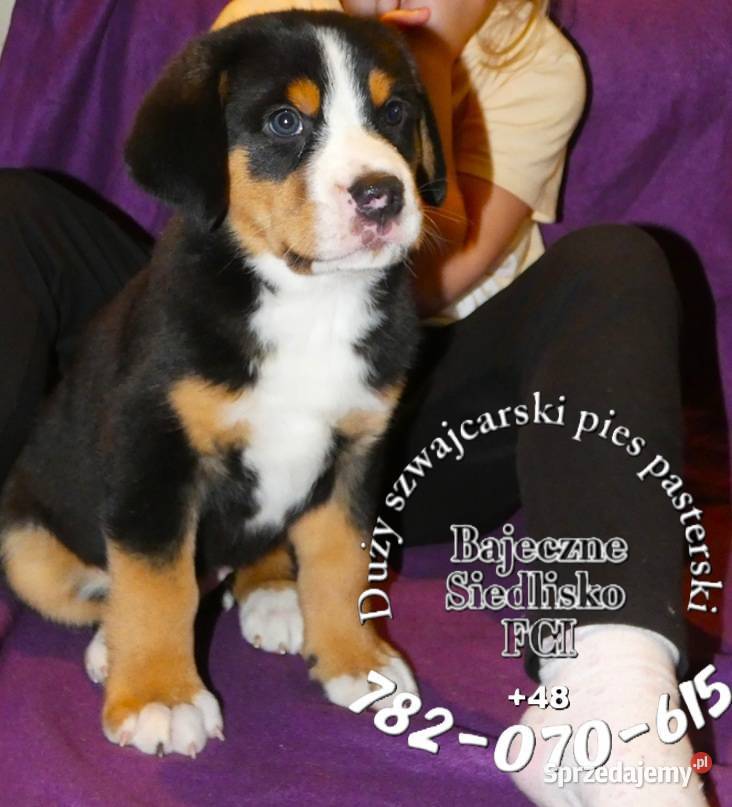 Duży Szwajcarski Pies Pasterski szczeniak Psy