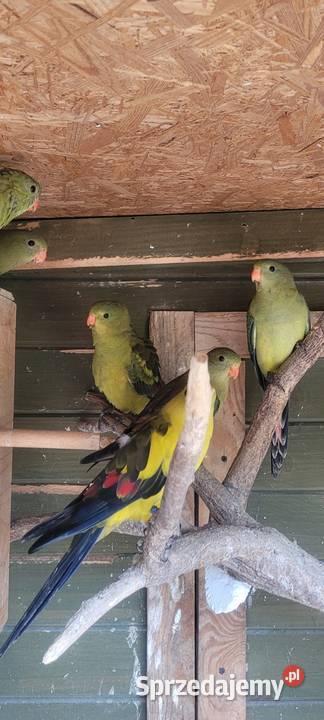 Para lęgowa papug górskich Wieliczka sprzedam