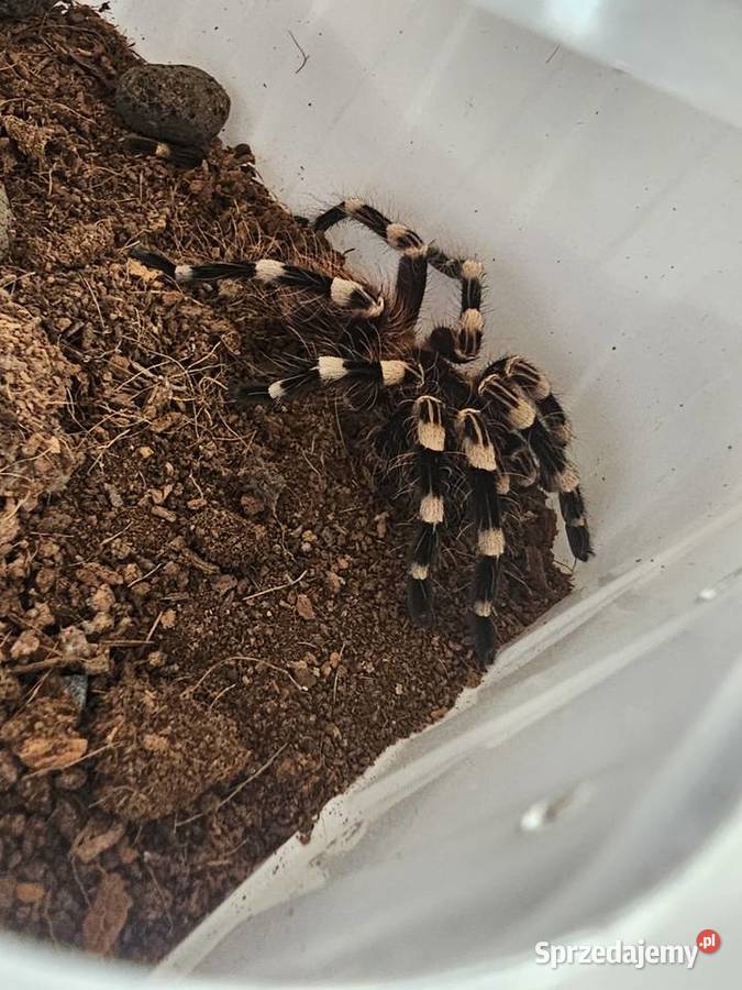 Acanthoscurria geniculata samica ok 3dc