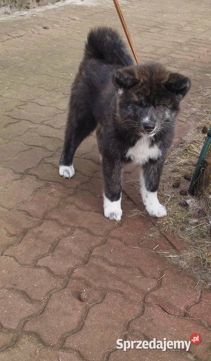 Akita inu pręgowana