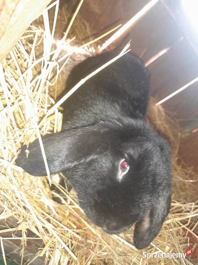 sprzedam królika samice małopolskie Radlna