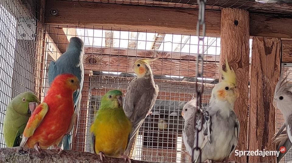 Papugi Rozelle gorskie baranandy Bełchatów sprzedam