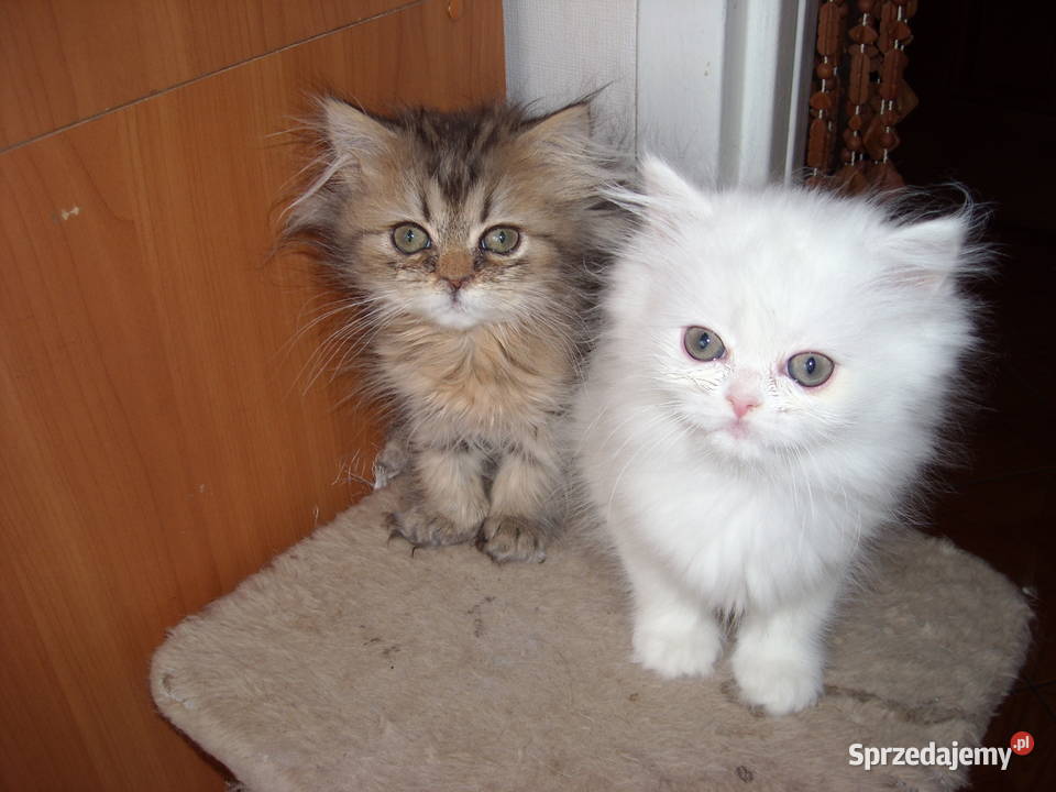 Kocieta perskieszynszylowe mazowieckie Warszawa