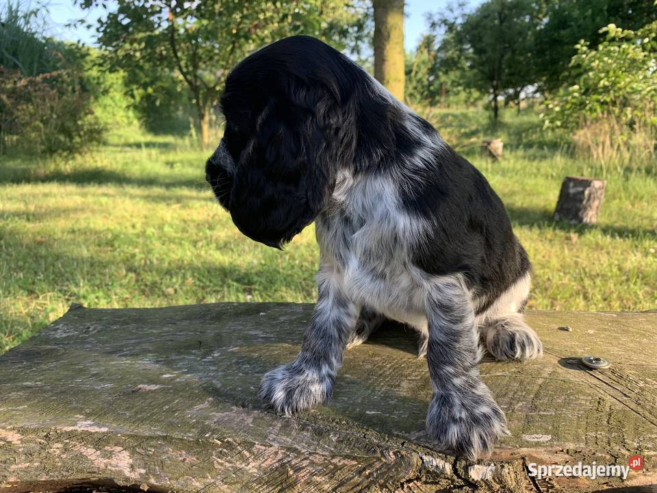 Szczeniaki cocker spaniel angielski Częstochowa