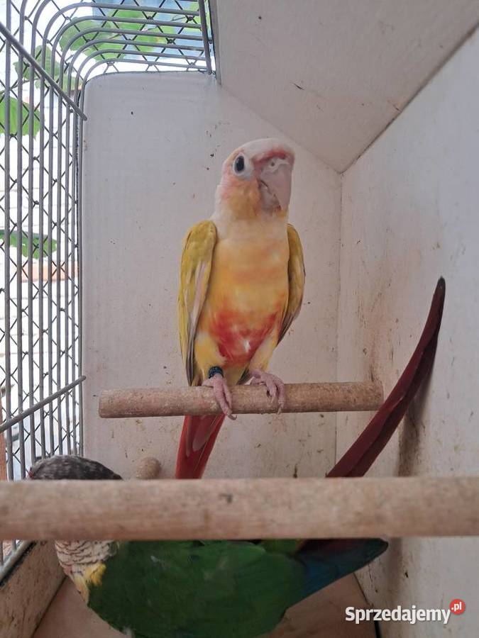 RudosterkaRudosterki Ptaki Tryńcza sprzedam