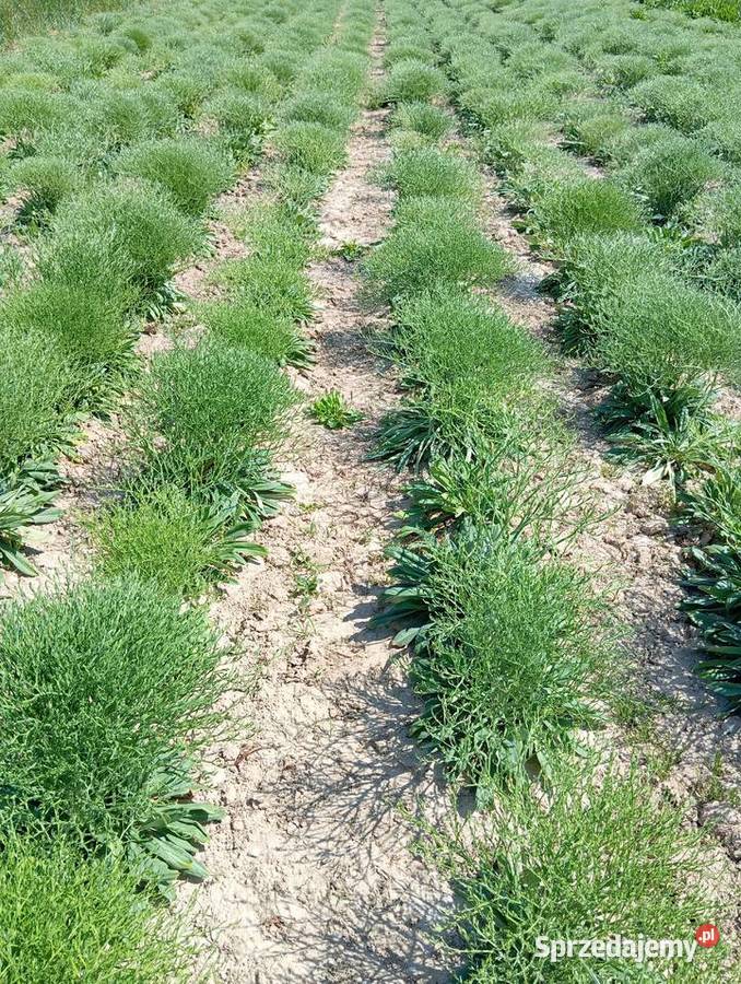 zatrwian statica kaszka 2025 Krasnystaw