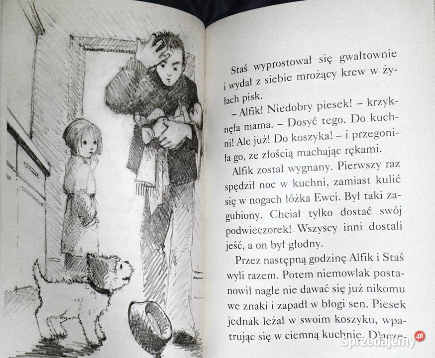 Wróć Alfiku Webb Holly Chełm