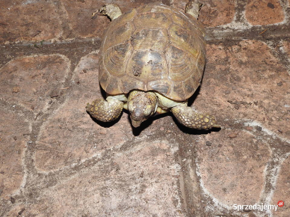 Żółw stepowy i greacki Szczecin