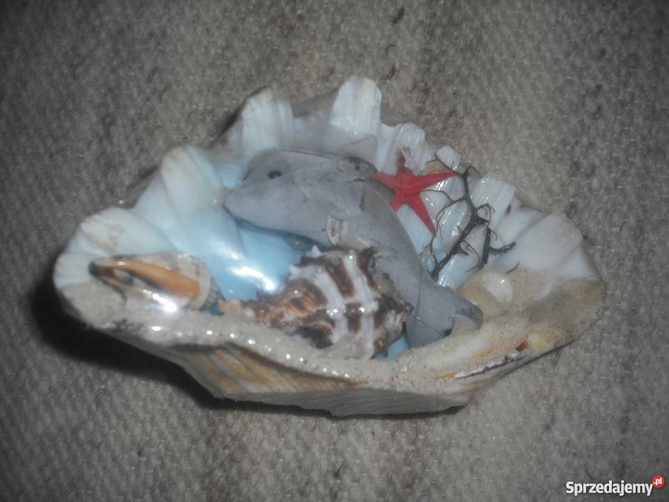 MUSZLE z morza Śródziemnego mazowieckie Warszawa