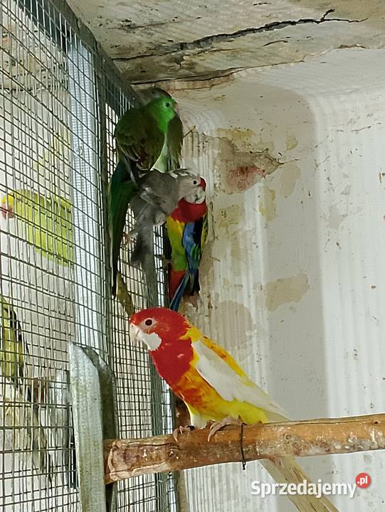 Świergotki rozelle białolice