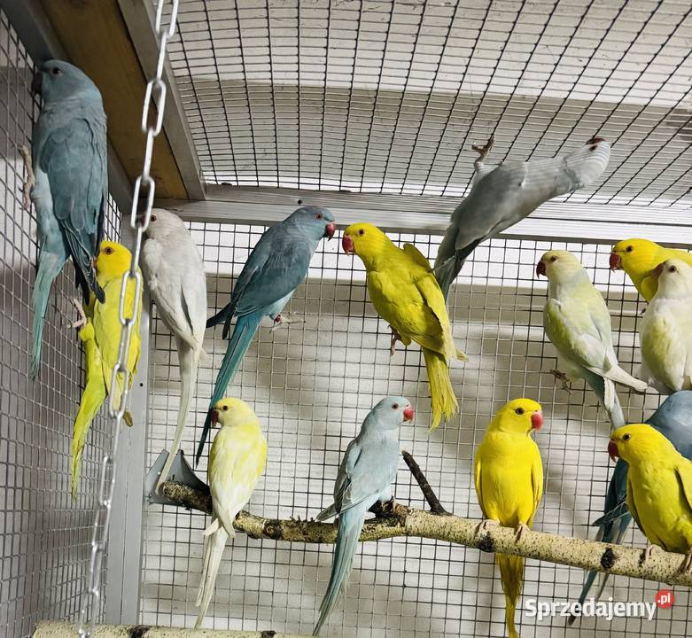 Papuga Papugi Aleksandretty Aleksandretta Warszawa