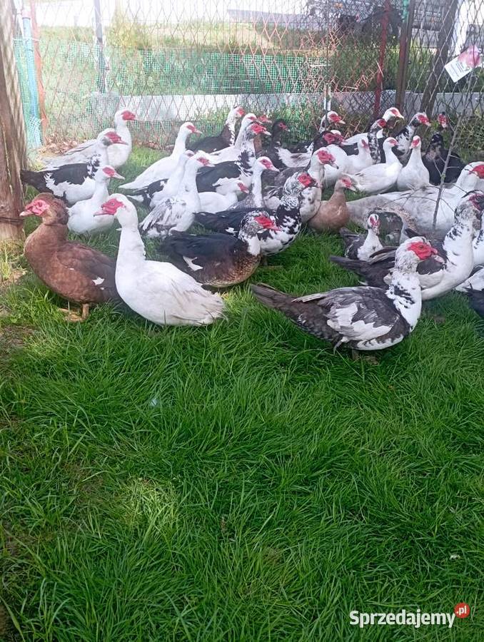 Gęsi ODCHOWANE Rasy Kołudzkiej ODCHOWANE Duże do Golasowice