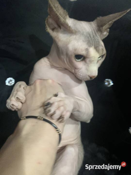 Sfinks Kanadyjski Reproduktor Leszno