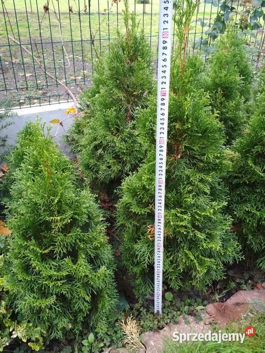 Thuja Szmaragd tuja 80 trzmielina bluszcz Poznań wielkopolskie sprzedam