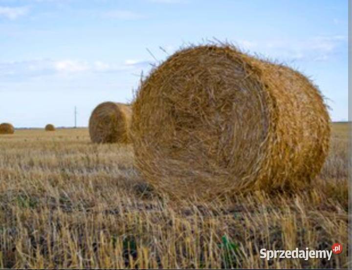 Słoma pszenna z 2025 Karmy i pasze lubelskie Czerniczyn