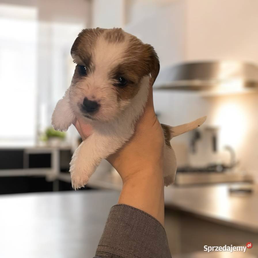Szczeniaki Jack Russell Terrier Legnica