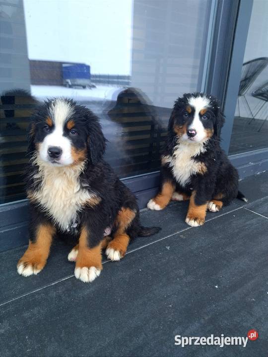 Berneński Pies Pasterski Radom