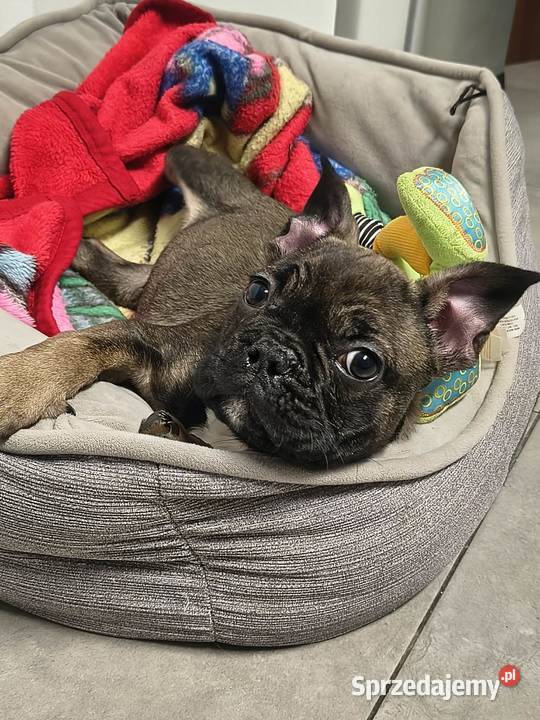 buldog francuski samiec paszport Lipno sprzedam