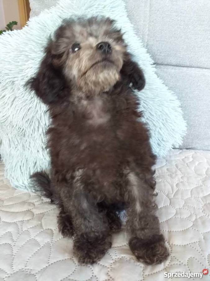 Pudel Toy srebrny Polanka Wielka