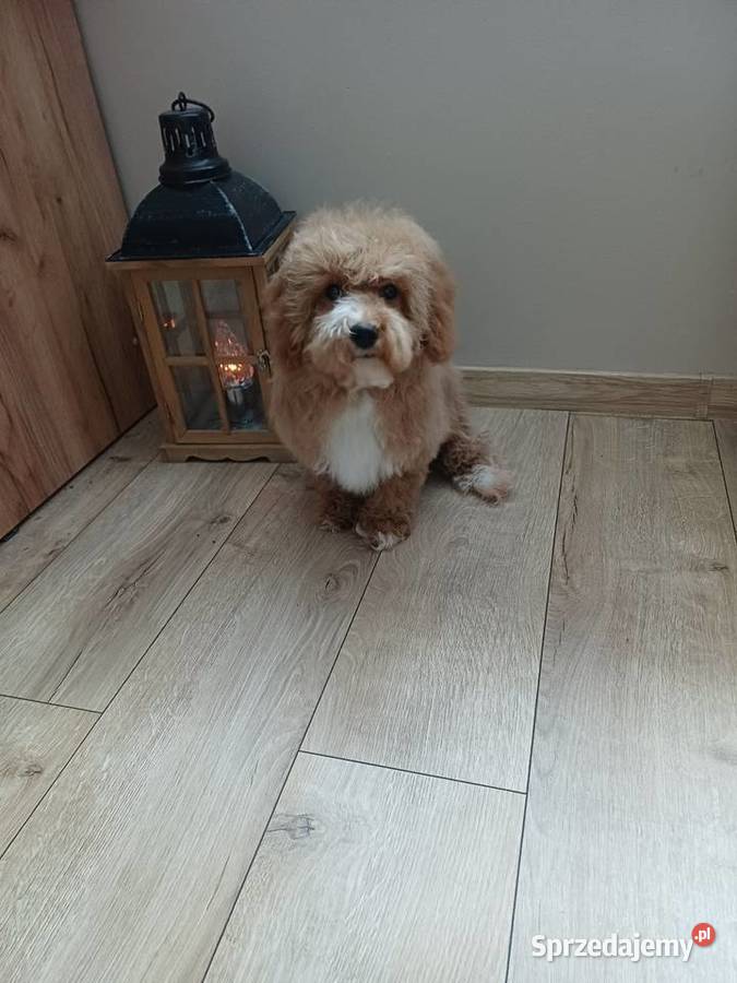 Maltipoo hybryda F1 suczka Starogard Gdański