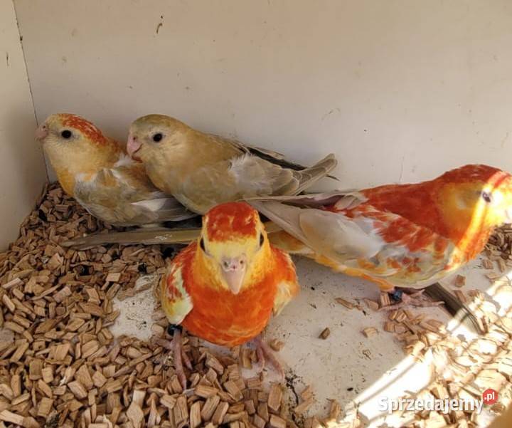 Świergoty Oranżowe