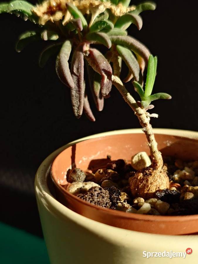 Delosperma bosseranum kaudeks miniatura w Warszawa