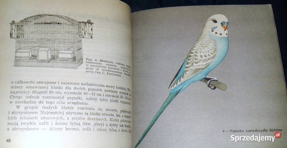 Papużki faliste Jan Landowski Chełm sprzedam