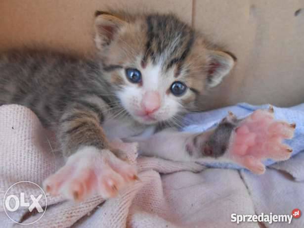 Do oddania 3 małe śliczne koty