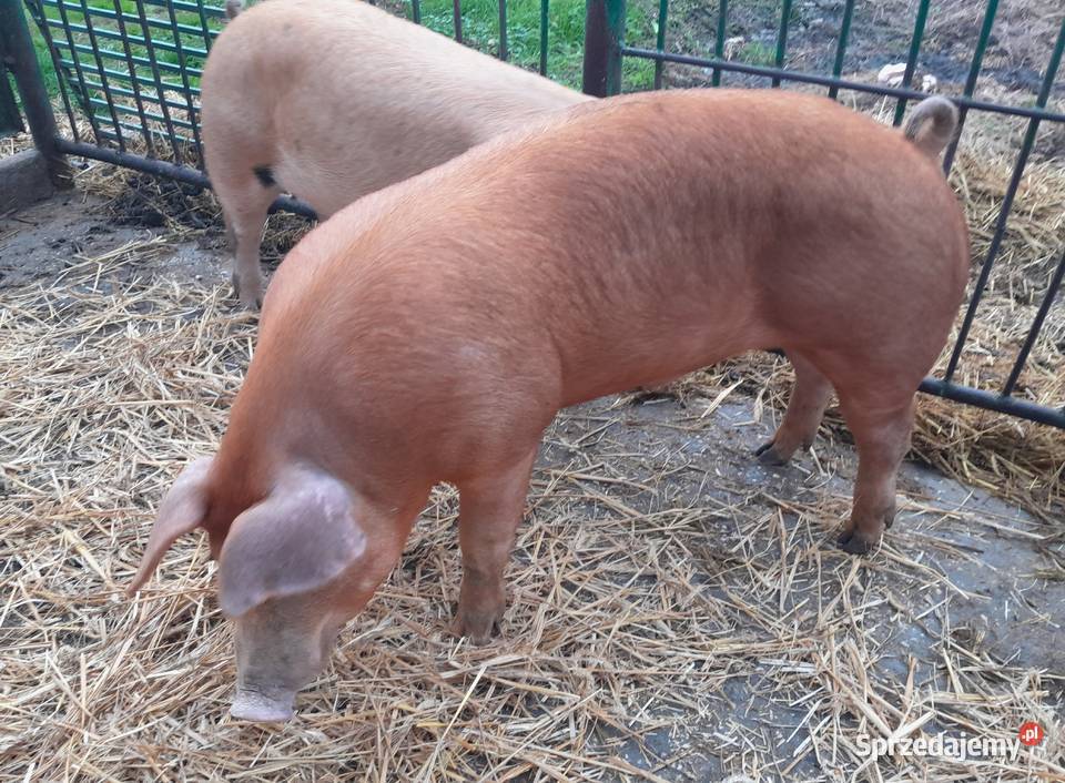 knurki Duroc x Pietrain