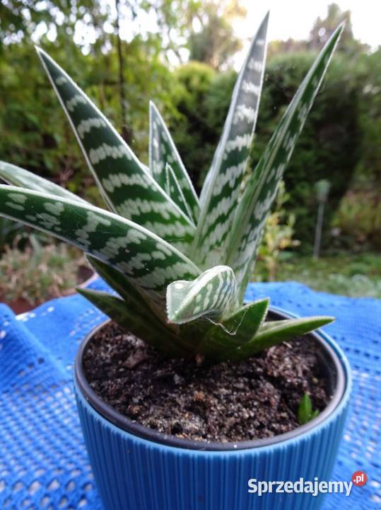 Kaktus Aloes Pstry Tygrysi Aloe Variagata Nowy Sącz