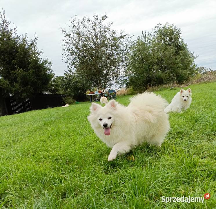 Szpic średni biały suczka rodowód ZKwP opolskie Namysłów