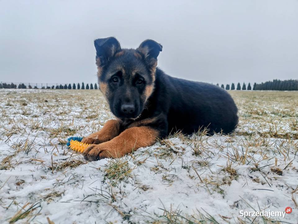Owczarek niemiecki suka Gołuchów