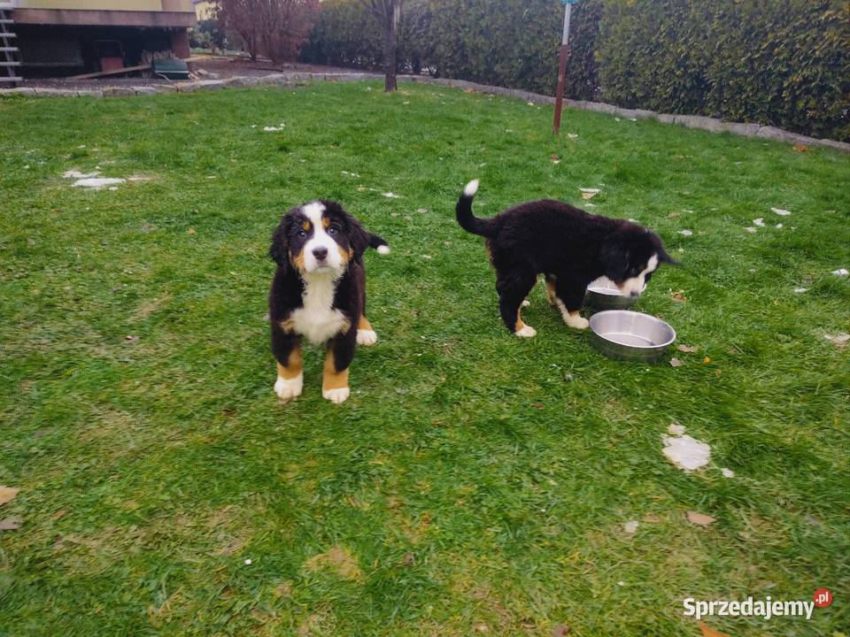 Sprzedam Pieski Pogwizdów