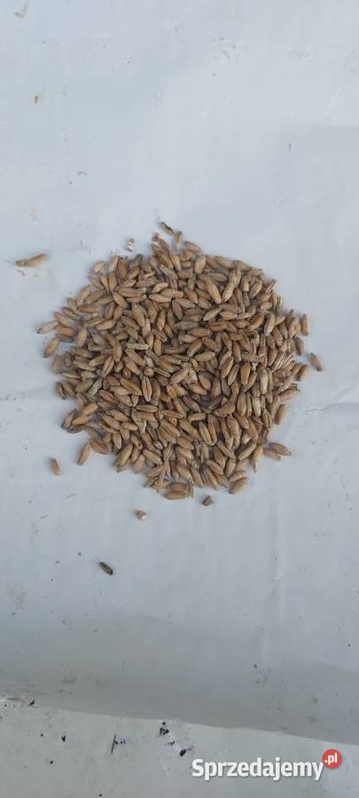 Sprzedam pszenżyto wielkopolskie Ostrów Wielkopolski