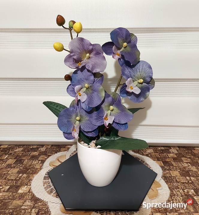 Storczyki Promocja zachodniopomorskie Koszalin sprzedam