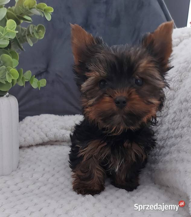 Piękny piesek yorkshire terrier Brzeg Dolny
