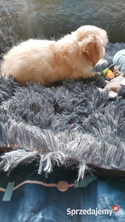 Maltipoo szczeniaczki Maltańczyk Płońsk