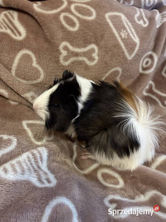 świnka morska cavia domowa SAMIEC małopolskie Koszyce Wielkie