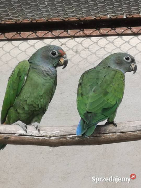 Piony niebieskogłowe z 2025r