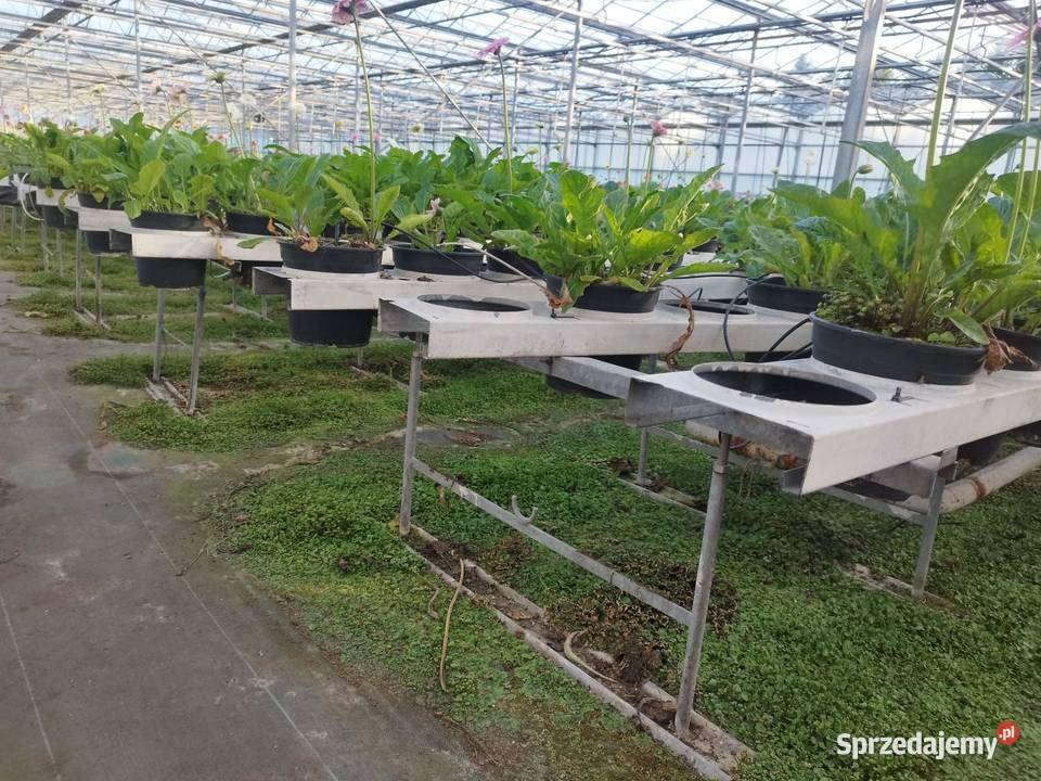 Szklarnia venlo holenderska holenderka szklarnie Częstochowa
