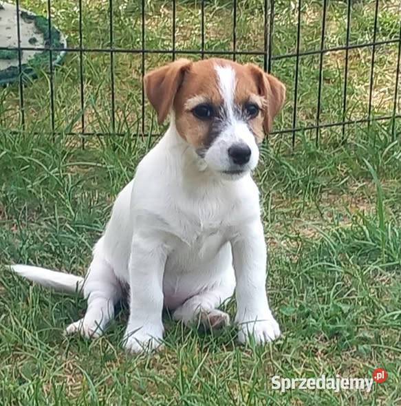 Jack Russell Terrier FCI Winnica