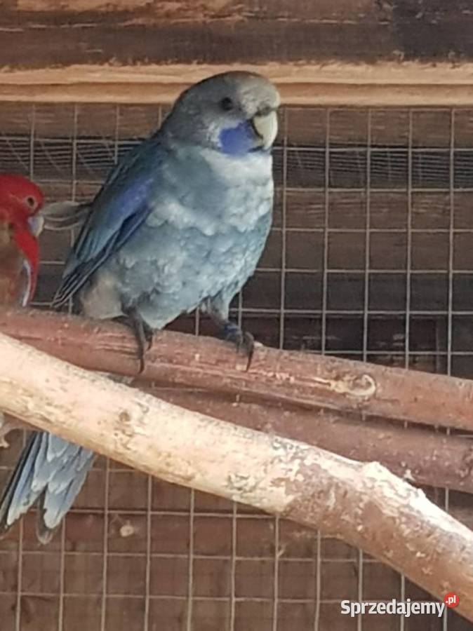 rozelle królewskesprzdam samca na obrące stałej Stare Babice