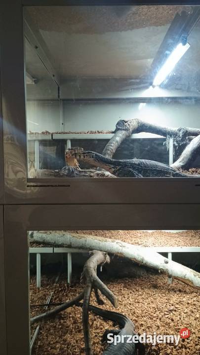 Para waranów leśnych terrarium Kraśnik sprzedam