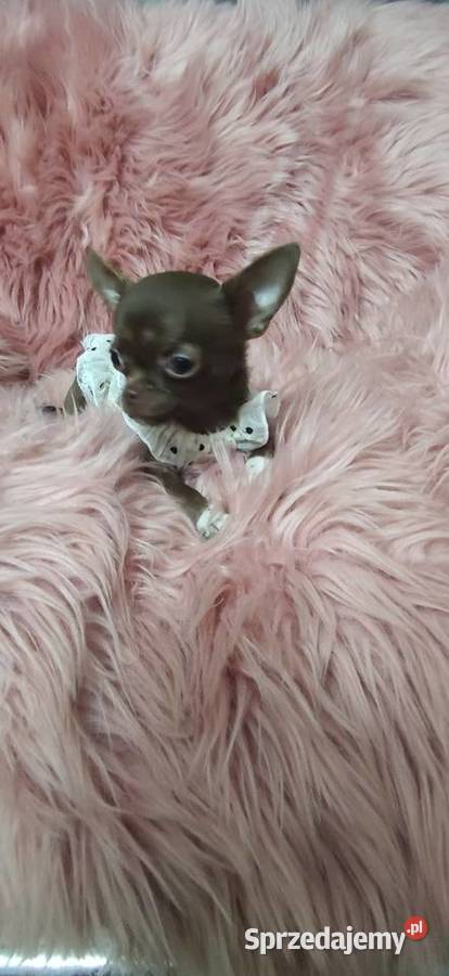 MIKRUSEK Dziewczynka Chihuahua Gotowa Do Ciszkowo