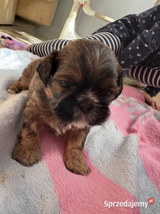 Piesek shih tzu Lekowo