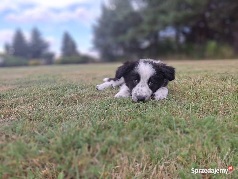 Szczeniaki border collie Pozostałe Mykanów