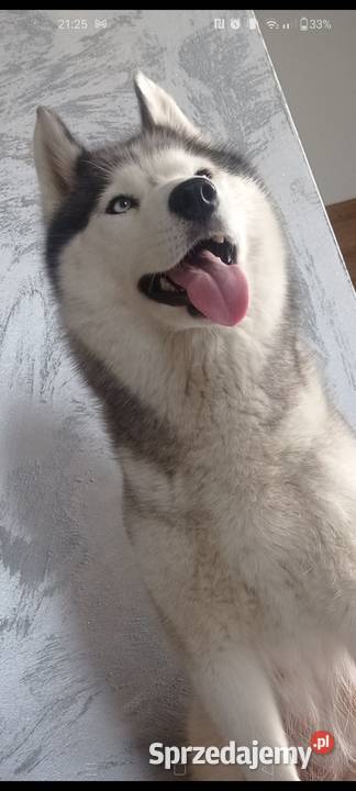 Suczka Siberian Husky ZKwP FCI Mielec
