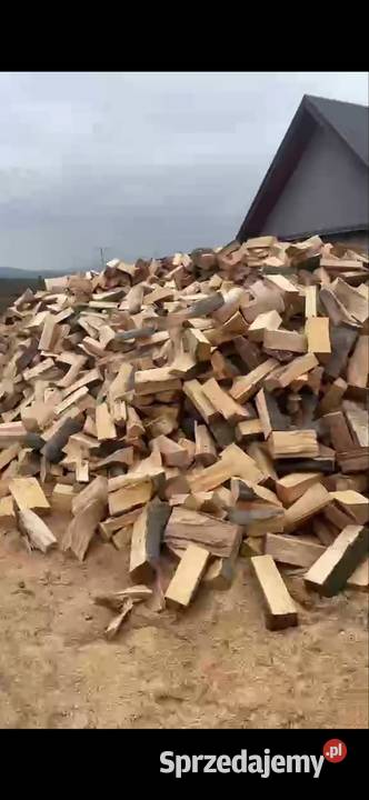 Buk ciety śląskie Cieszyn sprzedam