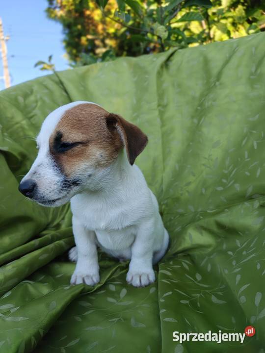 Wzorcowy Jack Russell terrier Doskonała budowa Krapkowice sprzedam